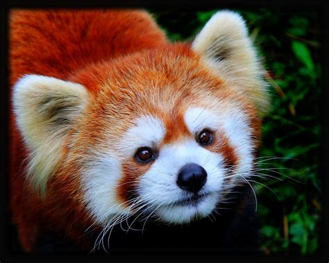 Can You Own a Red Panda as a Pet? And Why Do They Look Like They’re Always Planning Something?