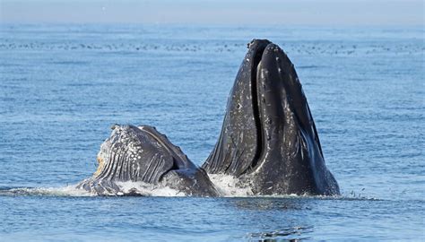 Do Humpback Whales Travel in Pods? Exploring the Social Dynamics of Ocean Giants