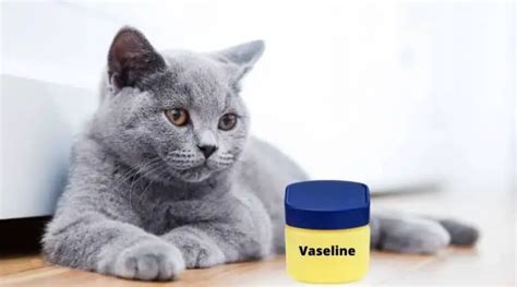 Does Vaseline Animal Test: A Journey Through Ethical Skincare and Beyond