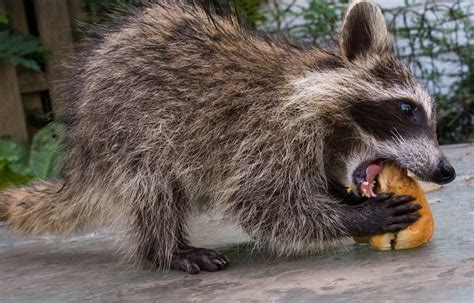 What Animal Eats a Raccoon, and Why Do They Always Seem to Be Wearing Masks?