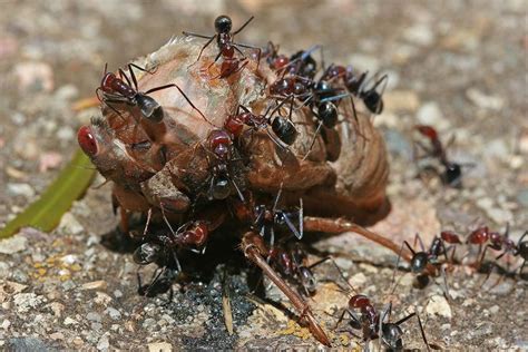 What Animal Eats Ants? Exploring the Intriguing World of Ant Predators