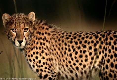 What Animal Has Spots? Exploring the Fascinating World of Spotted Creatures and Beyond